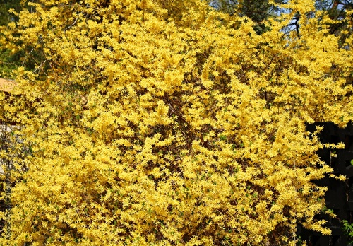 Bright yellow bushes of Forsyth delight people with their beauty