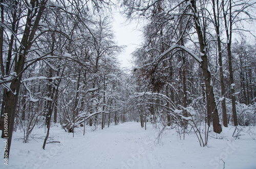 Winter forest, trees under a layer of snow.