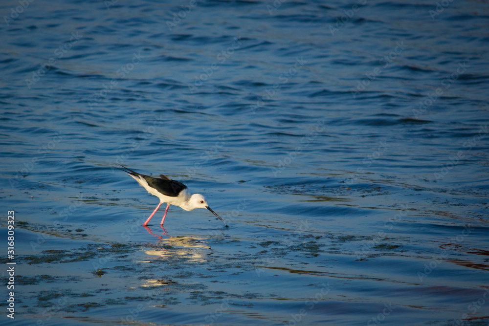 bird bird