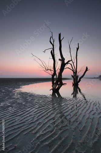 Evening tree on the beach.