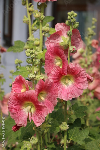 Stockmalve in einem Bauerngarten, Zier- und Heilpflanze