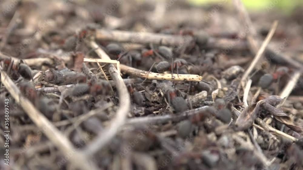 4K video of an ant hill with many swarming ants working around the colony straw nest. Ants crawling and looking for food. Rainforest or nature insect. Close up shot. Macro big blurred bokeh footage 4K video of an ant hill with many swarming ants working around the colony straw nest. Ants crawling and looking for food. Rainforest or nature insect. Close up shot. Macro big blurred bokeh footage