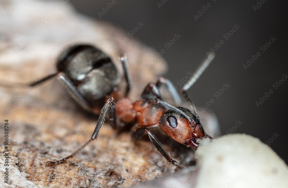 big forest ants in a native habitat big forest ants in a native habitat
