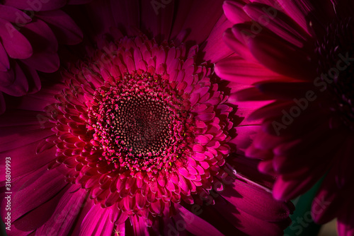 Hot Pink Gerber Daisy 