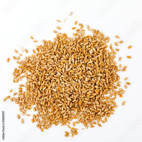 Wheat grains isolated on white background. Wheat seeds close up