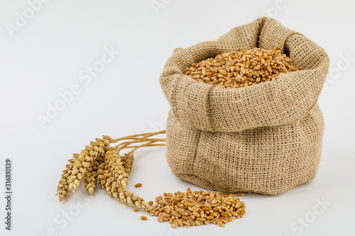 Quadro su tela Grain, wheat in burlap bag isolated on white background.