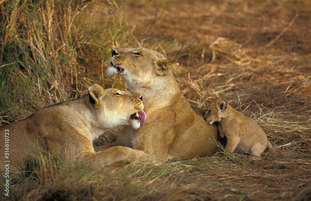 Fototapeta premium LION D'AFRIQUE panthera leo