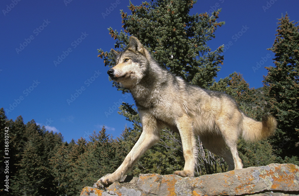 Fototapeta premium LOUP DU CANADA canis lupus occidentalis
