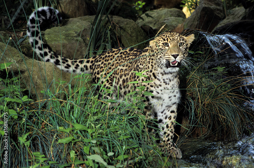 PANTHERE LEOPARD panthera pardus photo