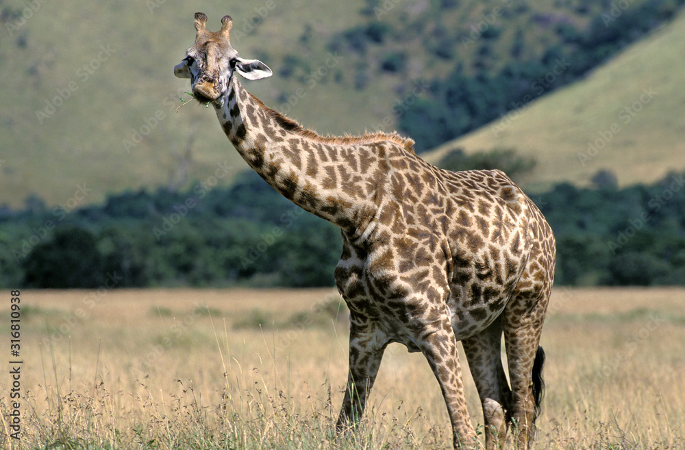Obraz premium GIRAFE MASAI giraffa camelopardalis tippelskirchi