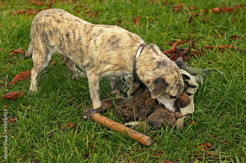 CHIEN TRUFFIER photo