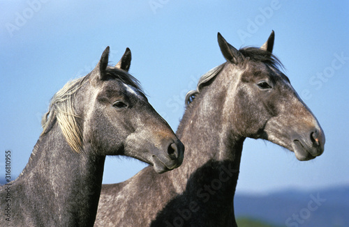 LIPIZZAN