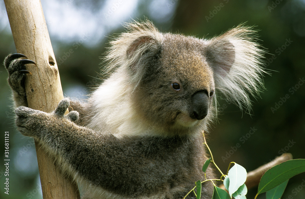 Fototapeta premium KOALA phascolarctos cinereus