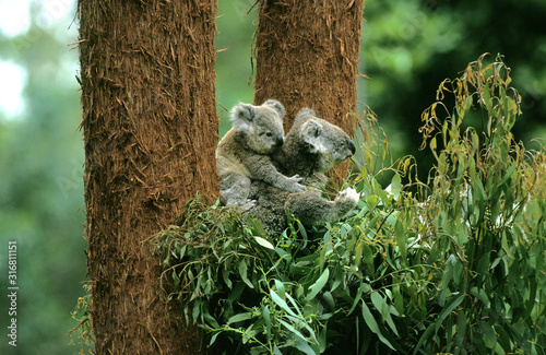 Canvas Print KOALA phascolarctos cinereus