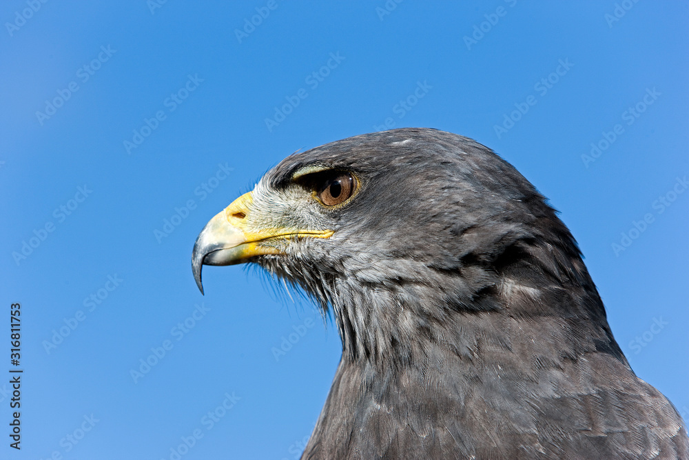BUSE BLEUE DU CHILI geranoaetus melanoleucus BUSE BLEUE DU CHILI geranoaetus melanoleucus