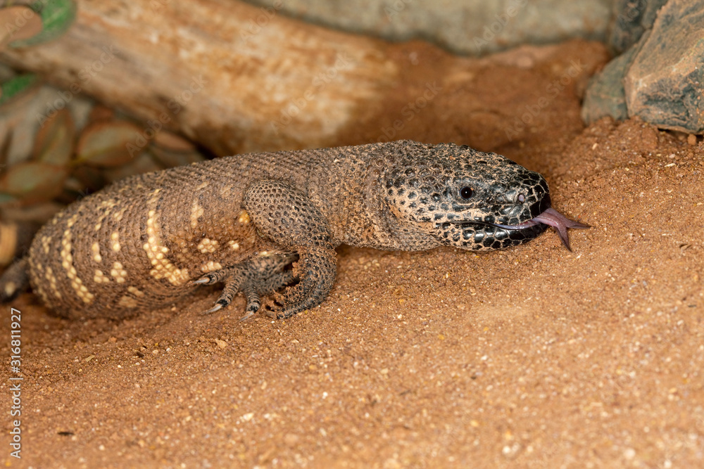 MONSTRE DE GILA heloderma horridum MONSTRE DE GILA heloderma horridum
