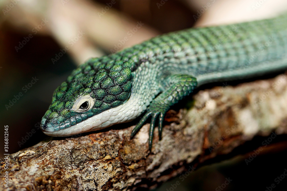 Fototapeta premium LEZARD abronia graminea