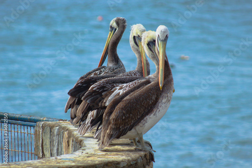 pelican, water 