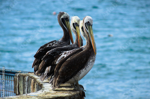 pelican water