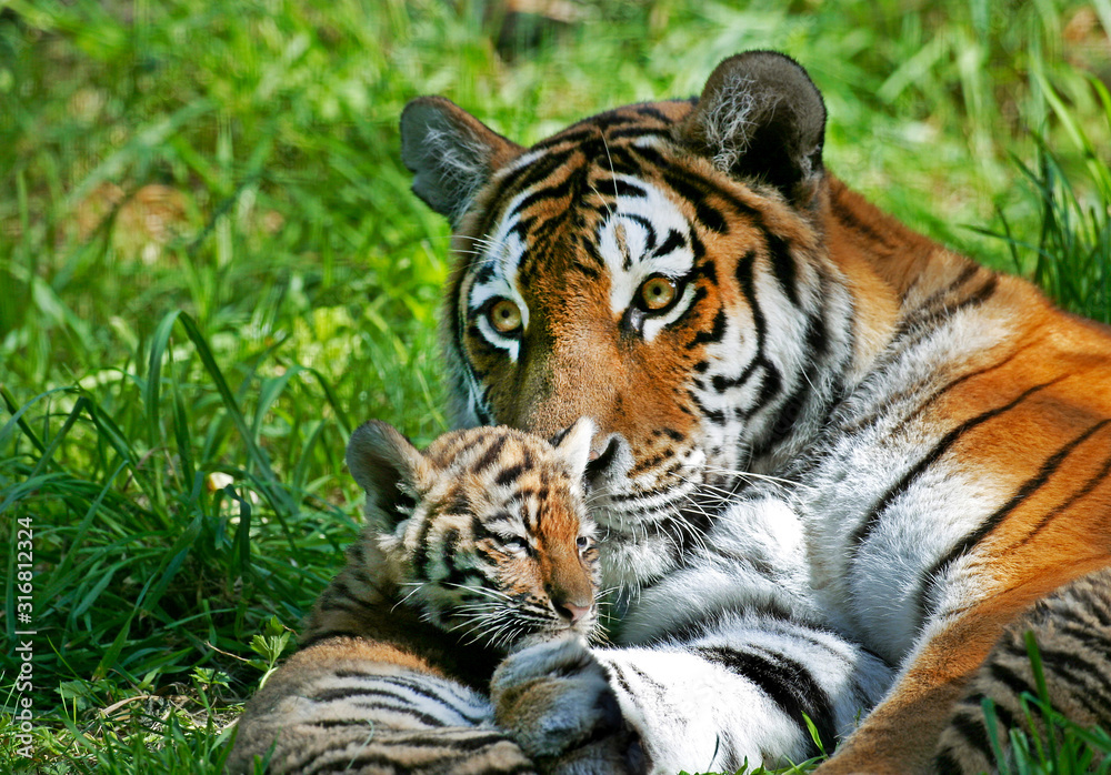 TIGRE DE SIBERIE panthera tigris altaica TIGRE DE SIBERIE panthera tigris altaica