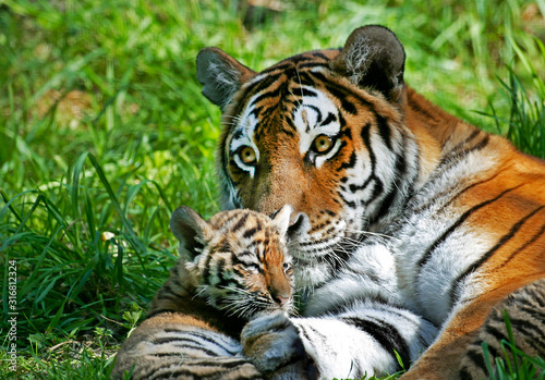 Fototapeta Naklejka Na Ścianę i Meble -  TIGRE DE SIBERIE panthera tigris altaica
