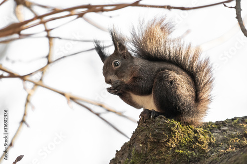cute and funny squirrel adventures in the forest