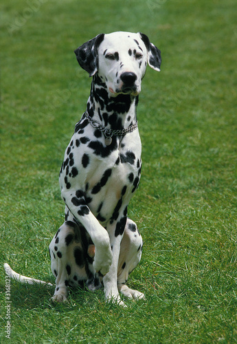 DALMATIEN