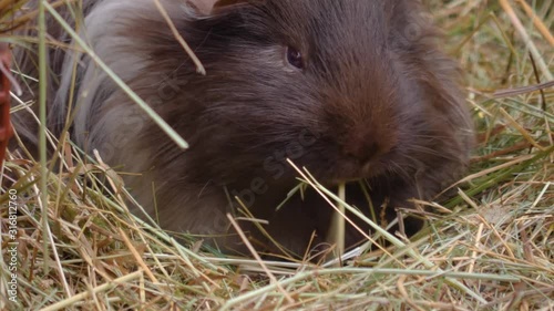 Close up of guinea pig looking like wookie, chewbacca photo