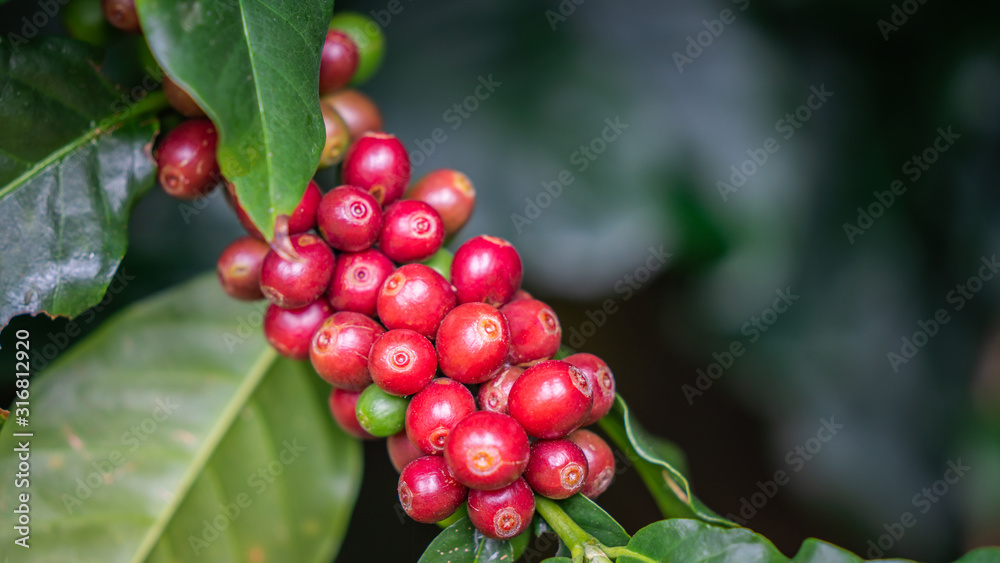 Growing Organic Coffee Bean On Tree