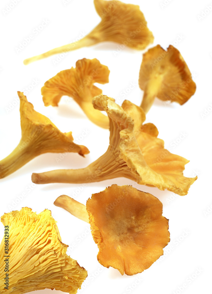 Fototapeta premium GIROLLE cantharellus cibarius
