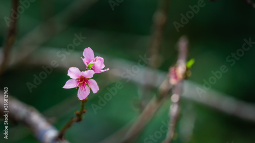 Pink Sakura Flower Blurred Background photo