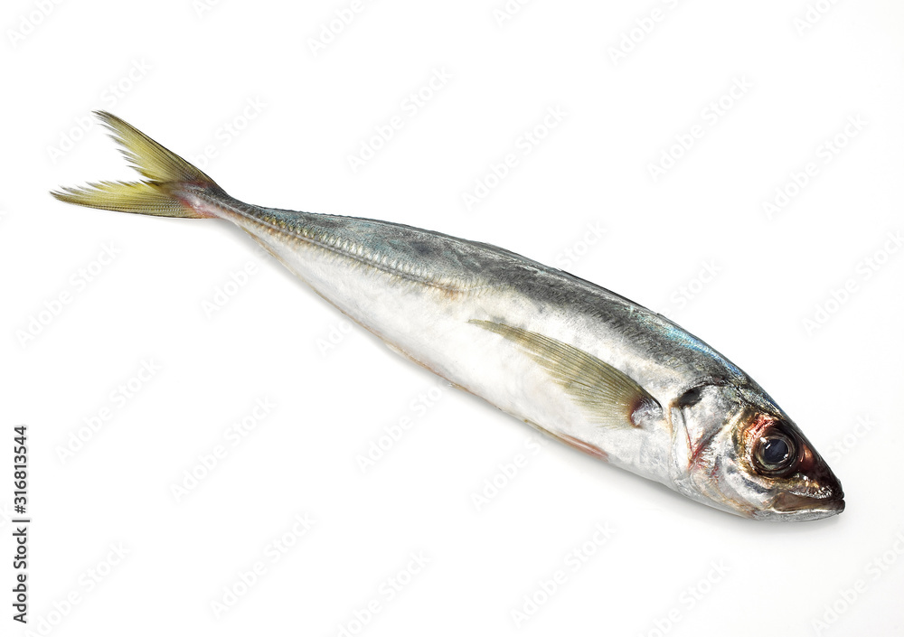 CHINCHARD CHINCHARD