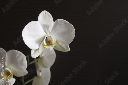 Flowers of a white orchid on a dark background with place for writing