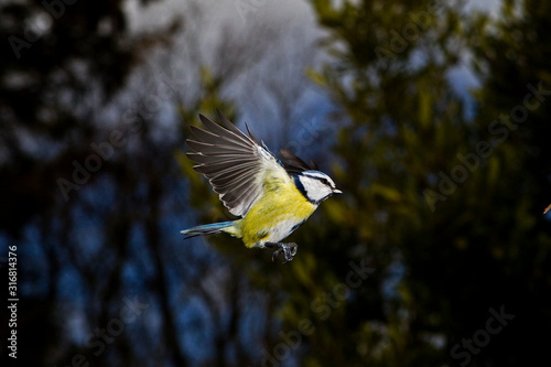 MESANGE BLEUE parus caeruleus