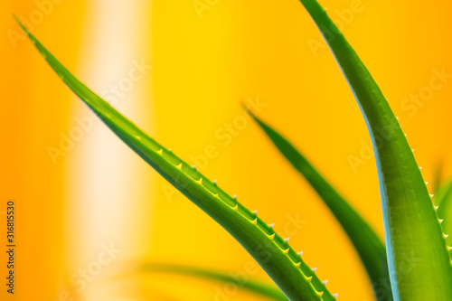 Green aloe vera leaves on yellow blurred background with space for text. Macro close-up view indoor © evgenydrablenkov