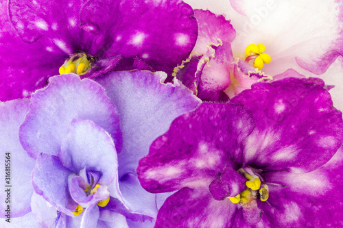 Floral background of multi-colored violets of Saintpaulia  close-up