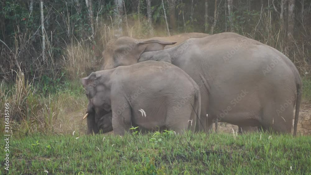 Close up of Elephant herd, Family of Asian elephants eat salt soil in the forest In the evening at Khao Yai National Park Thailand Asia. Slow Motion Close up of Elephant herd, Family of Asian elephants eat salt soil in the forest In the evening at Khao Yai National Park Thailand Asia. Slow Motion
