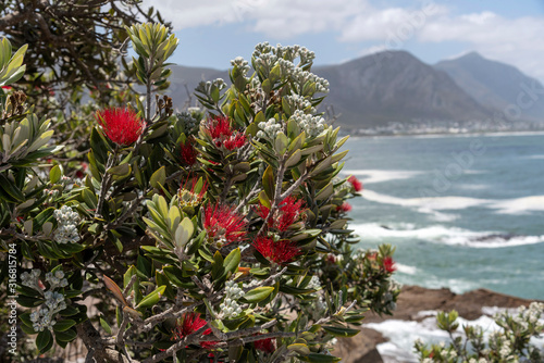 Hermanus, Western Cape, South Africa. December 2019. A Pohutukawa with red flowers on the coast of the Indian Ocean at Hermanus a popular South African resort. photo