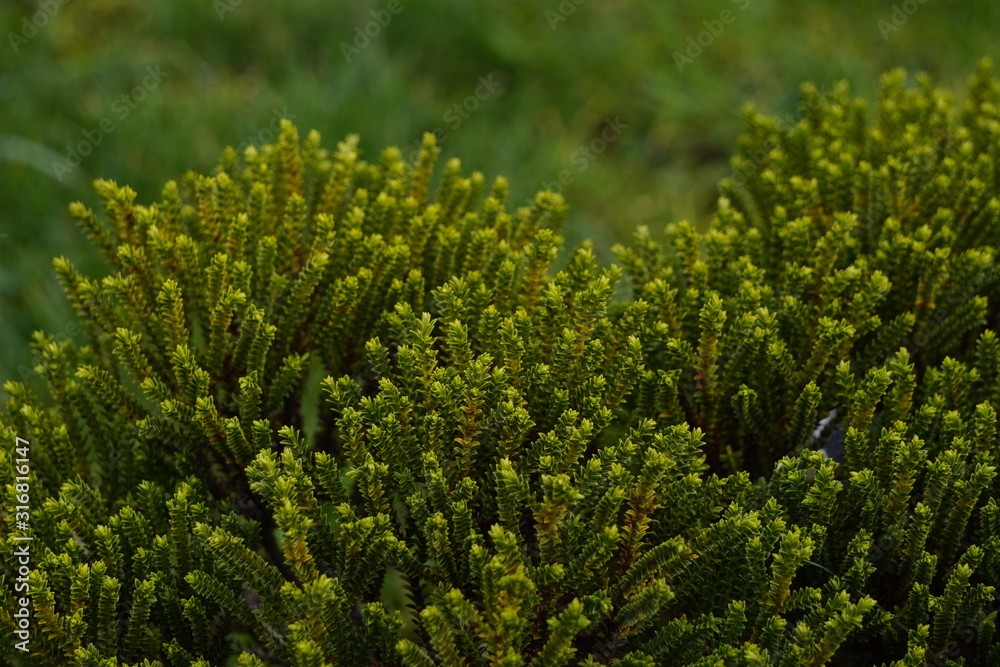 juicy bright green young grass grew after winter, the arrival of spring, the change of seasons and the revival of nature. juicy bright green young grass grew after winter, the arrival of spring, the change of seasons and the revival of nature.