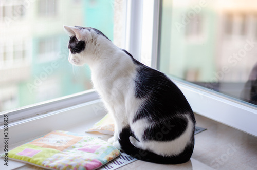 Bicolor cat watching at people from the window © Elekes