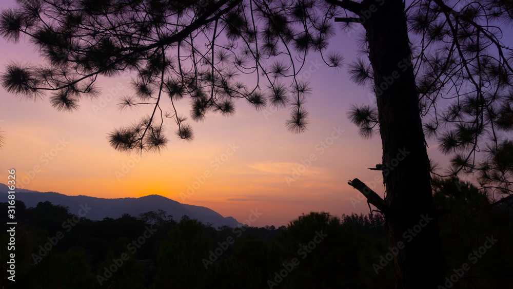 Sunset with pine trees in the foreground Sunset with pine trees in the foreground