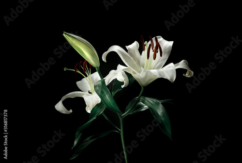 Beautiful white lily on black color background