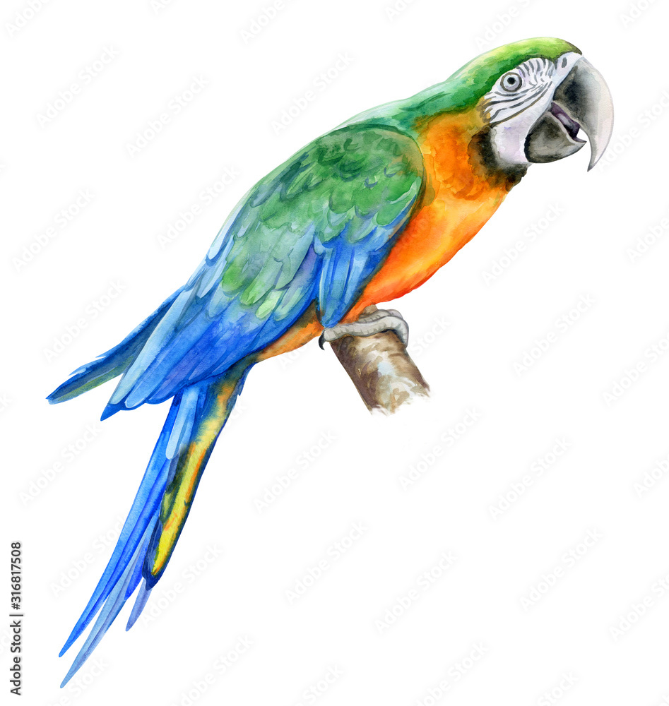 Harlequin Macaw, green parrot sitting on a branch  isolated on white background. Realistic watercolor. Illustrated. Template. Clip art. Hand drawn. Hand painted