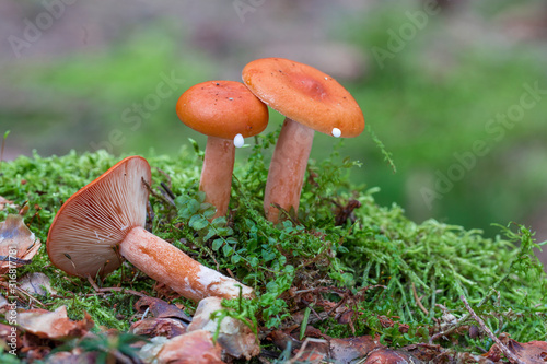 Lactarius, mushroom in the forest in autumn photo