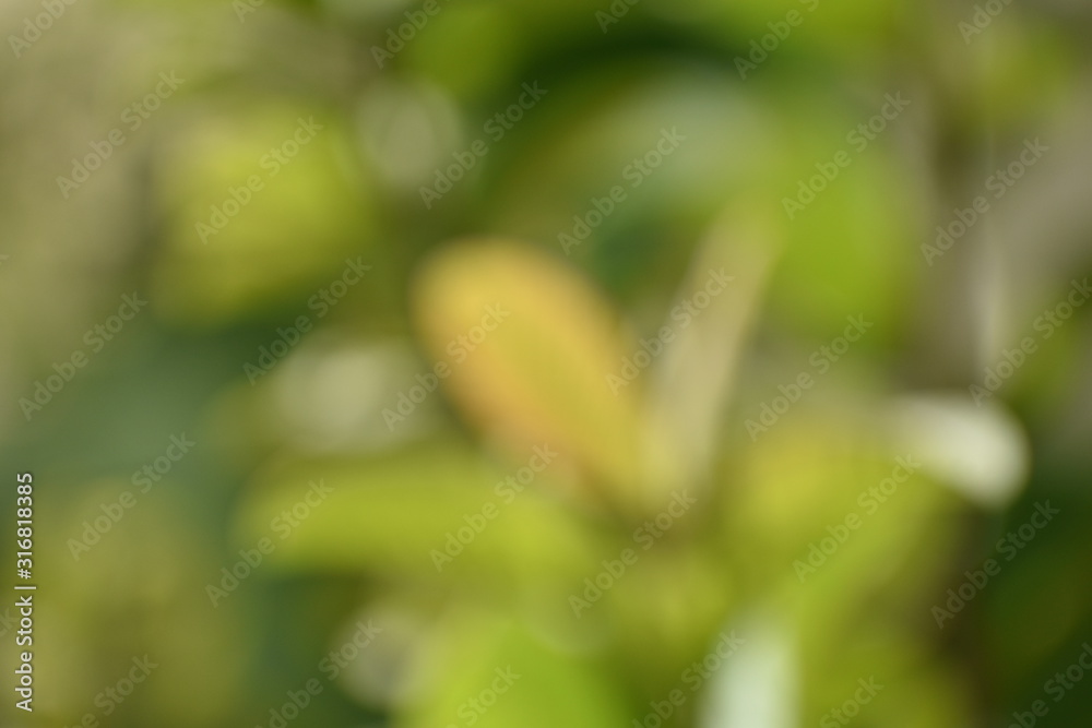 Greenish bokeh photography of leaves with beautiful colors. Greenish bokeh photography of leaves with beautiful colors.