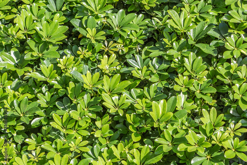 Green texture of Schefflera arboricola bush branches with leaves we see in the photo Green texture of Schefflera arboricola bush branches with leaves we see in the photo