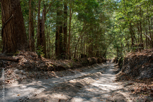 Four Wheel Driving tracks on Great Sandy National Park, Fraser Island Sand Rainforest , Queensland Australia.