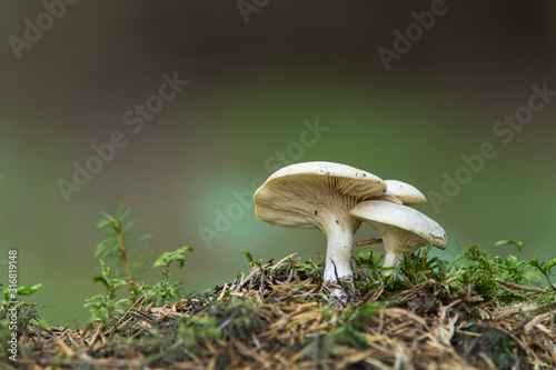 Clitopilus prunulus. Mushroom in the forest.