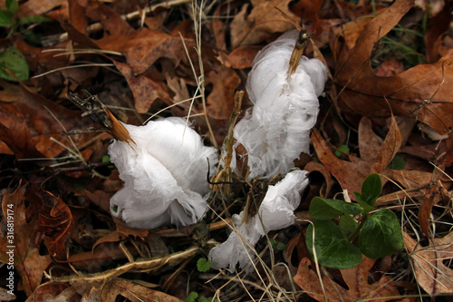 Foto Frost Flower incredible winter phenomenon, ice extruded through stems in unusual occurance