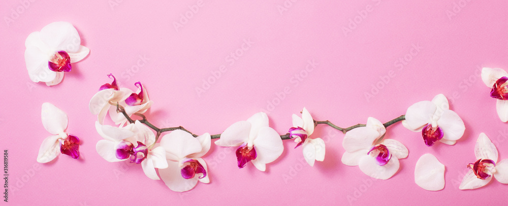 white orchid flowers  on pink paper background